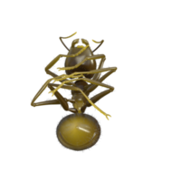 Ant 3d rendering png