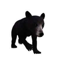 Pandabär 3D-Rendering png