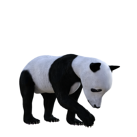 Pandabär 3D-Rendering png