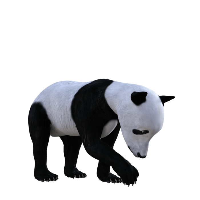 Bear PNG Free Images with Transparent Background - (2,802 Free Downloads)