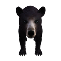 oso panda render 3d png