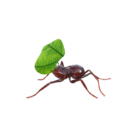 Ant 3d rendering png