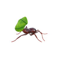 renderizado 3d de hormiga png