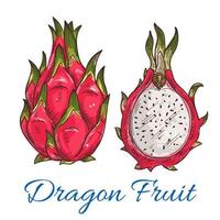 Exotic tropical dragon fruit or pitaya sketch vector