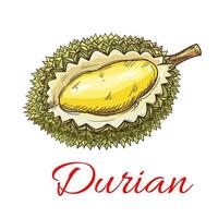 bosquejo asiático exótico de la fruta del durian para el diseño de la comida vector