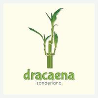 bamboo logo design. dracaena sanderiana bamboo with simple vector for your bussines and company