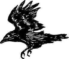 Ink drawn raven. A raven flying sketch vector