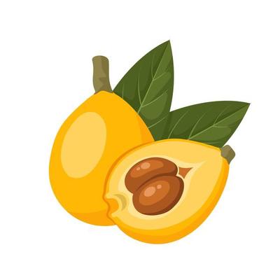 Vector illustration of ripe loquat fruit, whole and halved, with green leaves, isolated on white background.