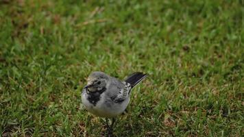 ärla fågel motacilla alba matning på gräs fält video