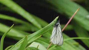 svart ådrad vit fjäril aporia crataegi på tulpan blad. vit fjäril under raun video