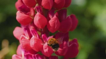 humla samlar nektar och pollen från de blommor av röd lupin, makro, långsam rörelse. video