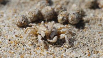 scopimera globosa, caranguejo de areia ou borbulhador de areia vivem em praias arenosas na ilha tropical de phuket. eles se alimentam filtrando areia através de suas bocas, deixando para trás bolas de areia. video