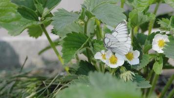 mariposa blanca con vetas negras aporia crataegi en estado salvaje. mariposas blancas en flor de fresa video