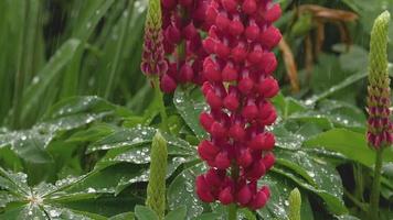 Closeup of fresh vivid green lupine leaves and pink flowers under rain video