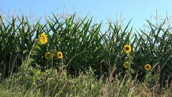 Schöne Sonnenblumen, die sich im Wind vor einem Getreidefeld bewegen. video