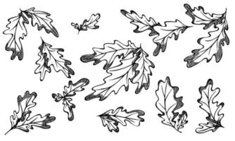 Vector hand drawn set of oak leaves. Autumn illustration. Detailed botanical clipart