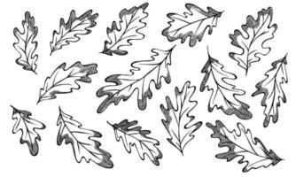 Vector hand drawn set of oak leaves. Autumn illustration. Detailed botanical clipart