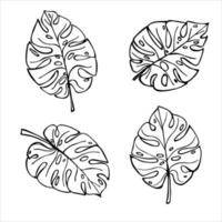 Set of simple tropical monstera leaves illustration. Hand drawn vector clipart. Botanical doodle