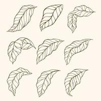 conjunto de hojas. colección de vectores de siluetas de hojas. hojas dibujadas a mano. hojas dibujadas a mano doodle line art contorno conjunto que contiene hojas, hojas. hojas de cafe