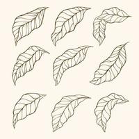 Set of leaves. Vector Collection of Leaf Silhouettes. Hand Drawn leaves. Leaves Hand Drawn Doodle Line Art Outline Set Containing leaf, leaves. coffee plant leaves