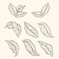 conjunto de hojas. colección de vectores de siluetas de hojas. hojas dibujadas a mano. hojas dibujadas a mano doodle line art contorno conjunto que contiene hojas, hojas. hojas de cafe