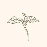 Coffee plant branch with leaf. Hand drawn coffee branch. Coffee beans and leaves. tree illustration. Coffee plant. Coffee tree vector. vector illustration of coffee branch. branch with leaves.