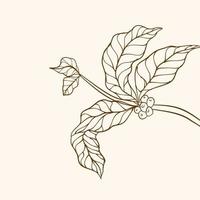 Coffee plant branch with leaf. Hand drawn coffee branch. Coffee beans and leaves. tree illustration. Coffee plant. Coffee tree vector. vector illustration of coffee branch. branch with leaves.