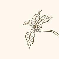 Coffee plant branch with leaf. Hand drawn coffee branch. Coffee beans and leaves. tree illustration. Coffee plant. Coffee tree vector. vector illustration of coffee branch. branch with leaves.