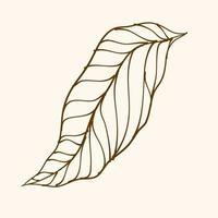 Leaf Ornament Vector Art. Hand drawn leave. leaf line. Leaf outline ornament vector. Vector hand drawn black line design elements.