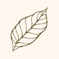 Leaf Ornament Vector Art. Hand drawn leave. leaf line. Leaf outline ornament vector. Vector hand drawn black line design elements.