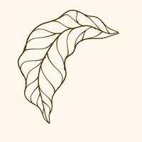 Leaf Ornament Vector Art. Hand drawn leave. leaf line. Leaf outline ornament vector. Vector hand drawn black line design elements.