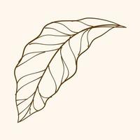 Leaf Ornament Vector Art. Hand drawn leave. leaf line. Leaf outline ornament vector. Vector hand drawn black line design elements.