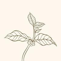 rama de planta de café con hoja. rama de café dibujada a mano. granos de café y hojas. ilustración de árbol planta de cafe vector de árbol de café. ilustración vectorial de la rama de café. rama con hojas.