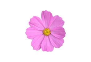 Isolated pink cosmos flower with clipping paths. png