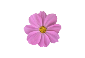 Isolated pink cosmos flower with clipping paths. png