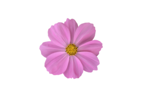 fleur de cosmos rose isolée avec des chemins de détourage. png