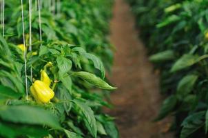 paprika in greenhouse photo