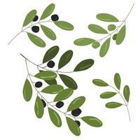 Olive branch vector illustration set isolated on white background