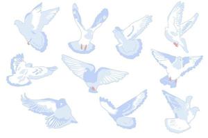 palomas voladoras establecer ilustración vectorial aislado sobre fondo blanco vector