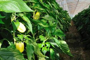 paprika in greenhouse photo