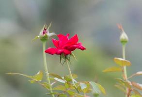 Red rose in garden photo