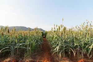 campo de sorgo o mijo foto