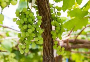 Green Grapes on the vine photo