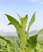 Close up Nicotiana tabacum photo