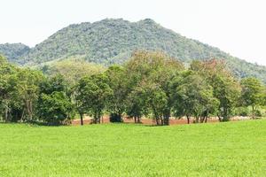 campo de hierba verde foto