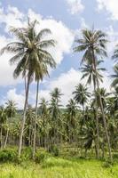 palmeras de coco foto