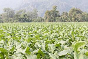 Field of Nicotiana tabacum photo