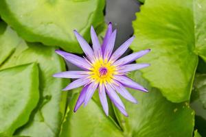 una flor de loto floreciente foto