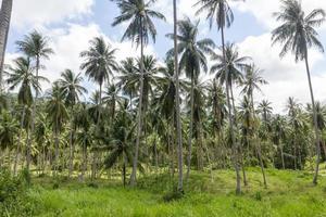 Coconut palm trees photo