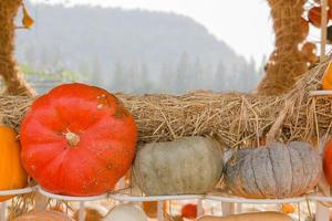 Pumpkin harvest season on the farm photo